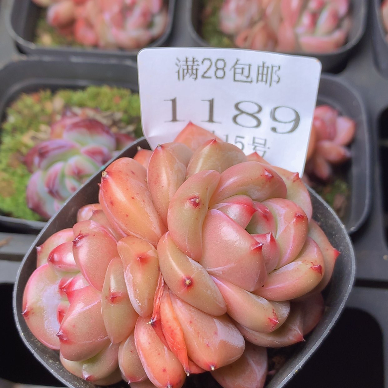 【闪购商品】云1189号
