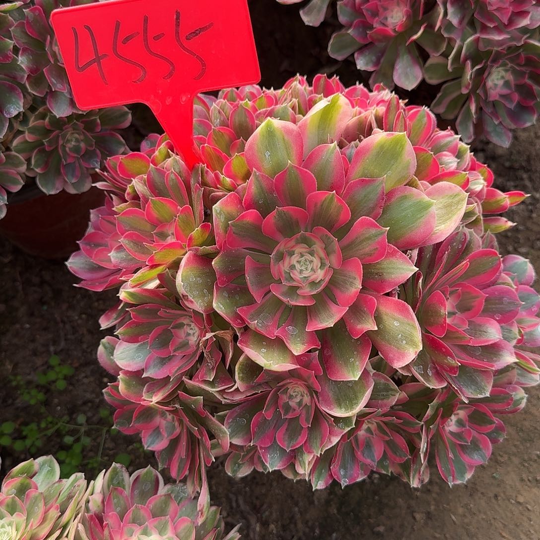 4555女郎多肉法师