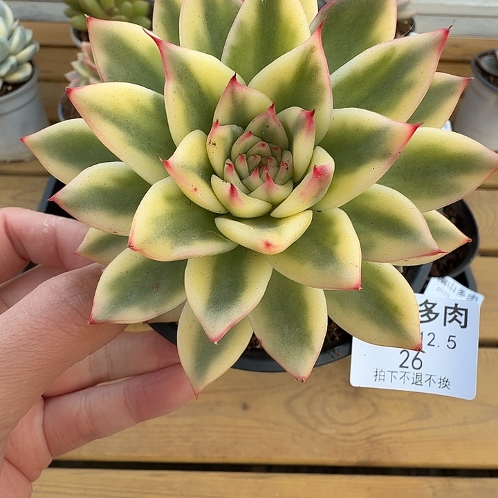 啊斯娜锦11111125-26