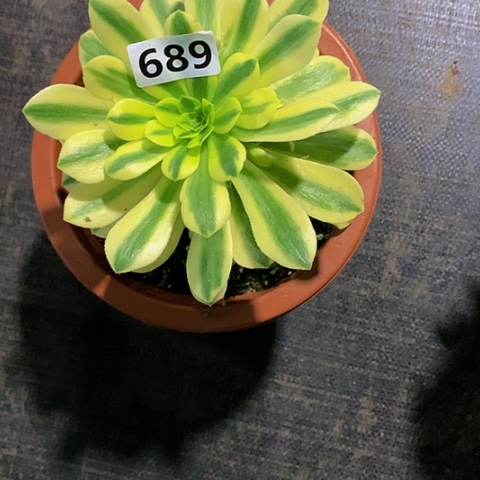 689迈巴赫脱土发货