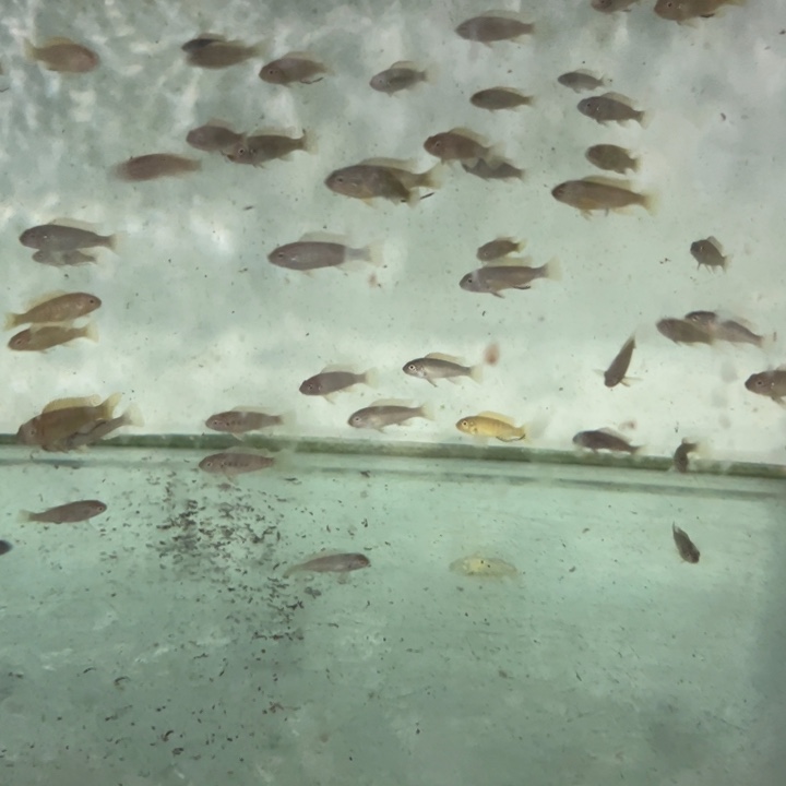 海水鱼三湖慈鲷，热带淡水鱼