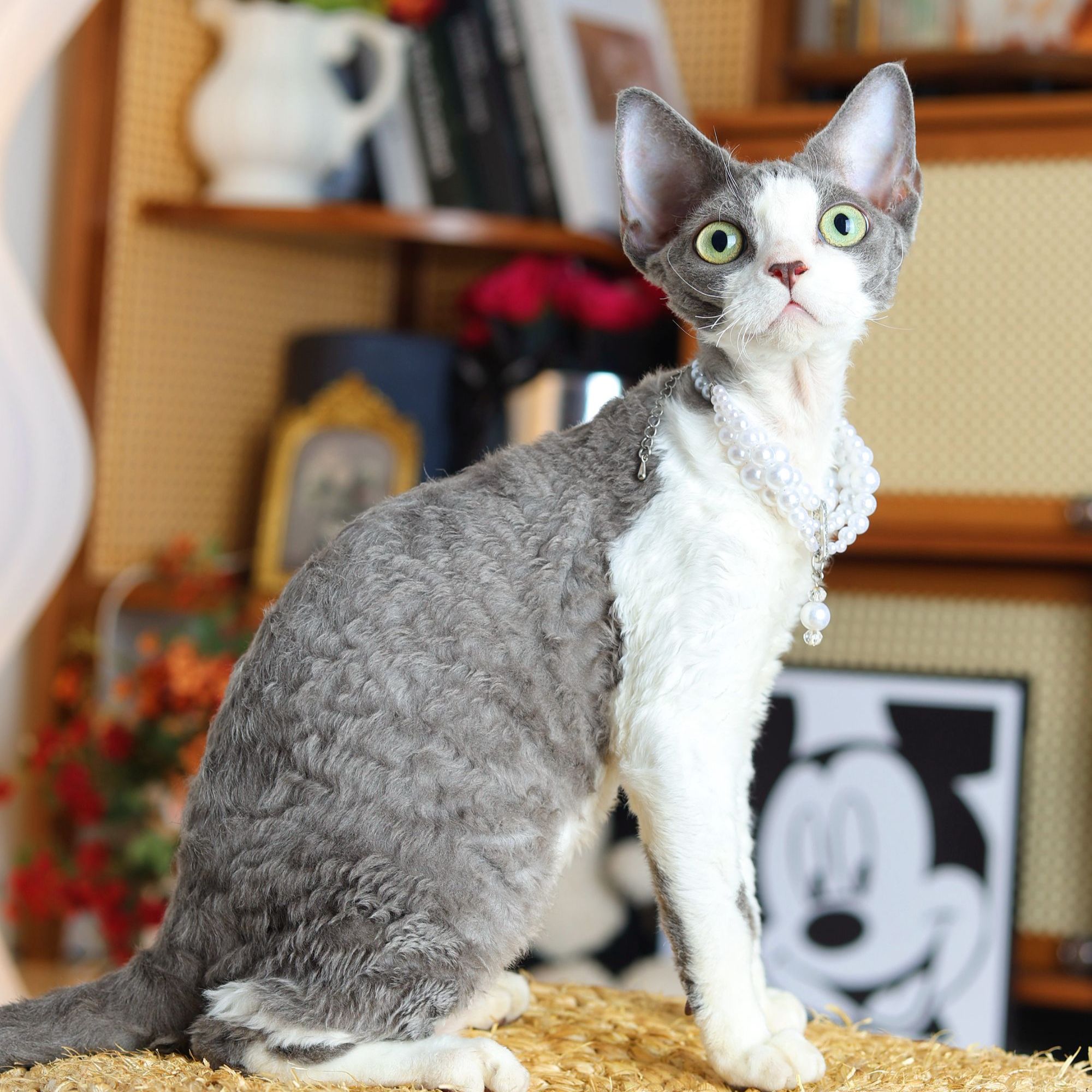 棉花 蓝白妹妹 包子的德文卷毛猫
