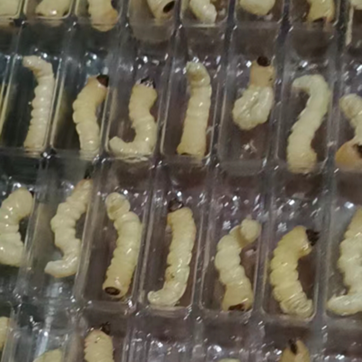 小头柴虫鲜活幼虫鸟食饵料提性增肥昆虫保证成活率百分之九十五