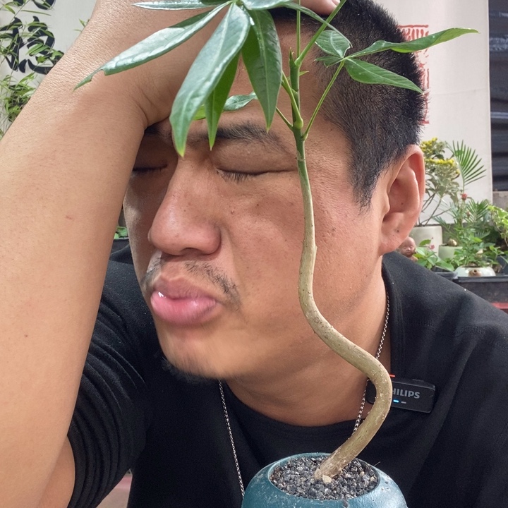 以实际为准盆景盆栽绿植178
