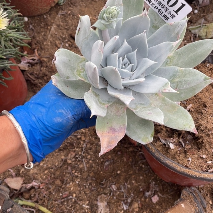 401号布瑞东尼多肉植物