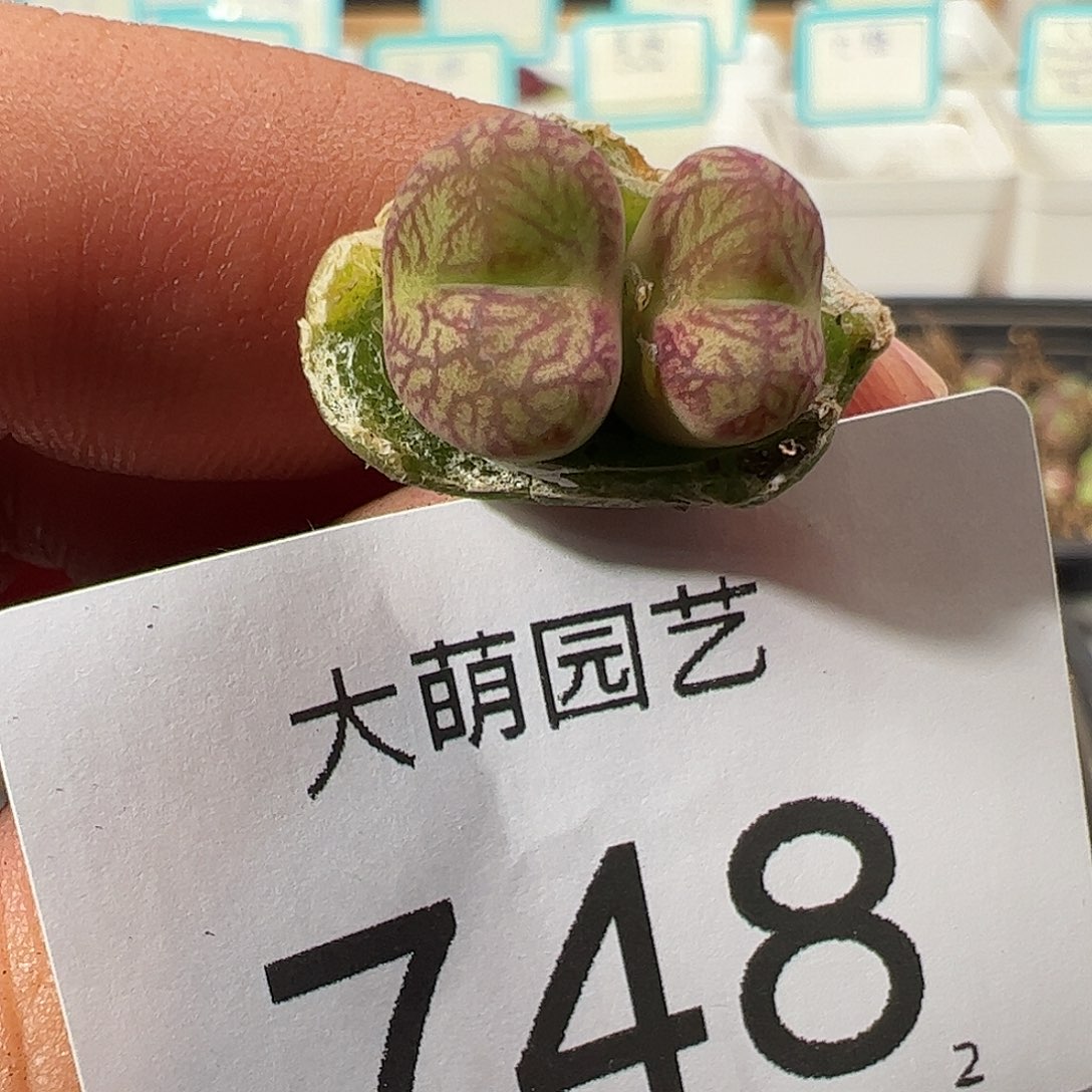 0000748 一物一拍……