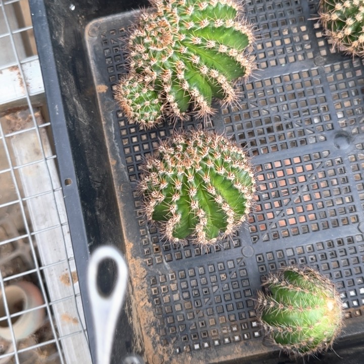 077无根侧芽三公分左右