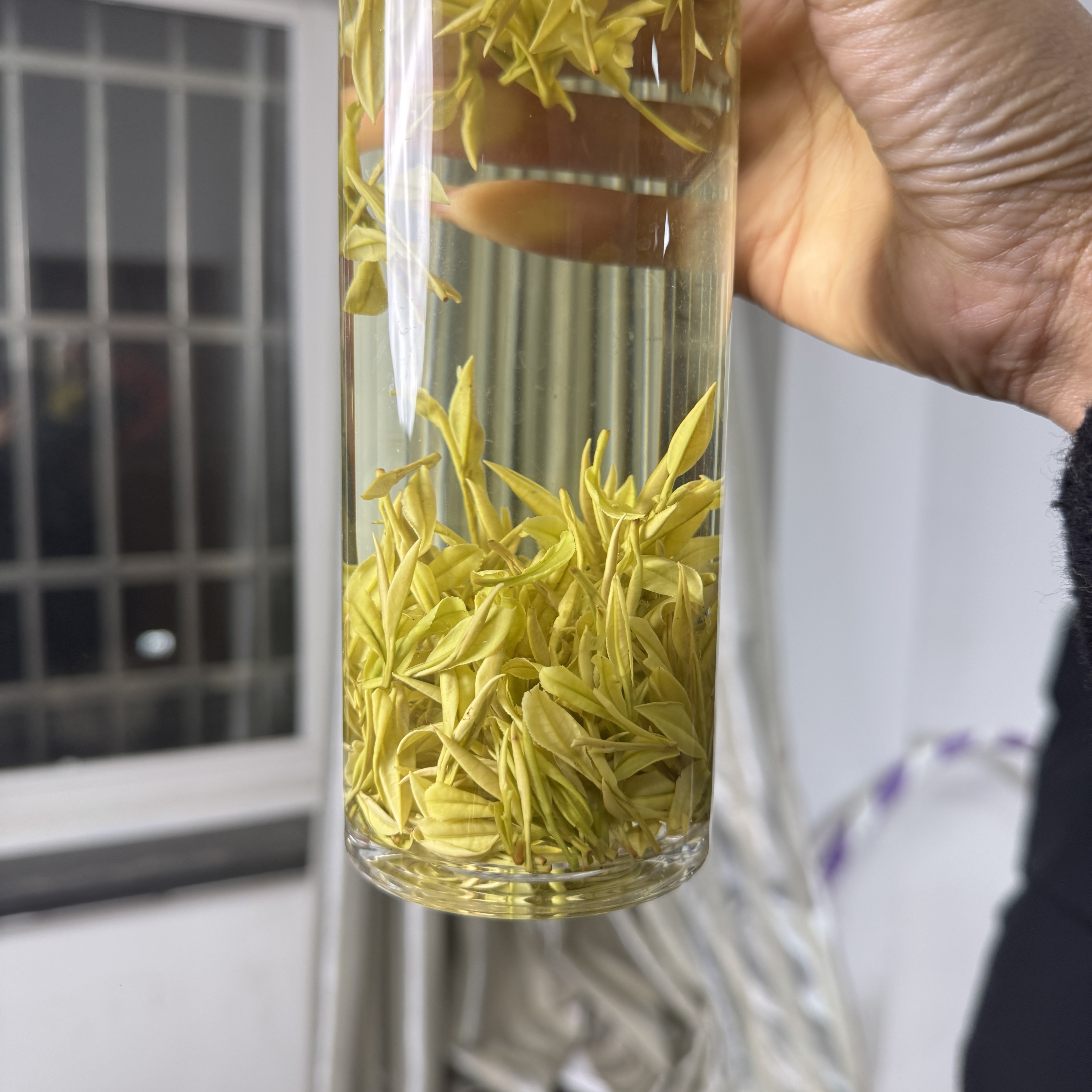 【广德黄金芽】 核心产区广德 广德黄茶H135 春茶 高山茶