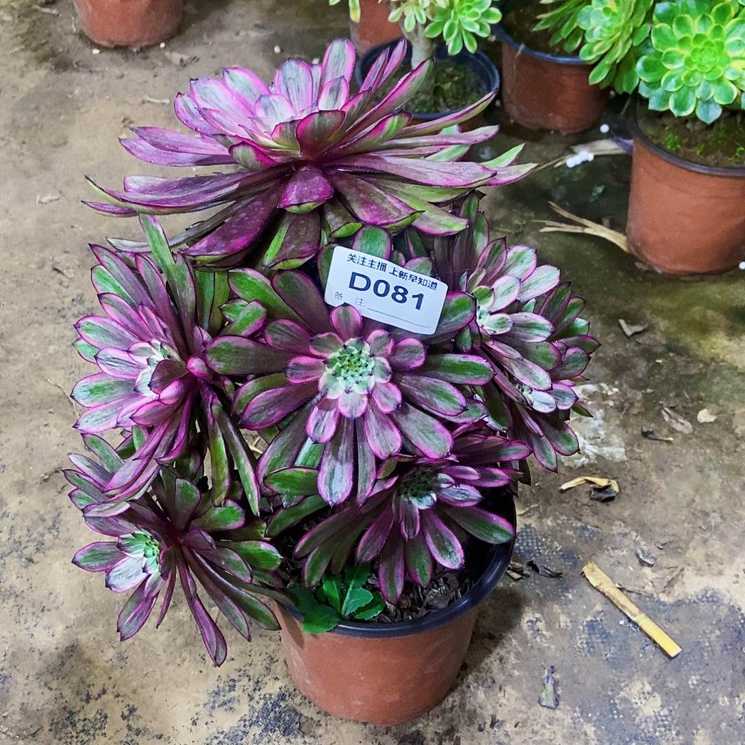 韩*多肉81000000000000