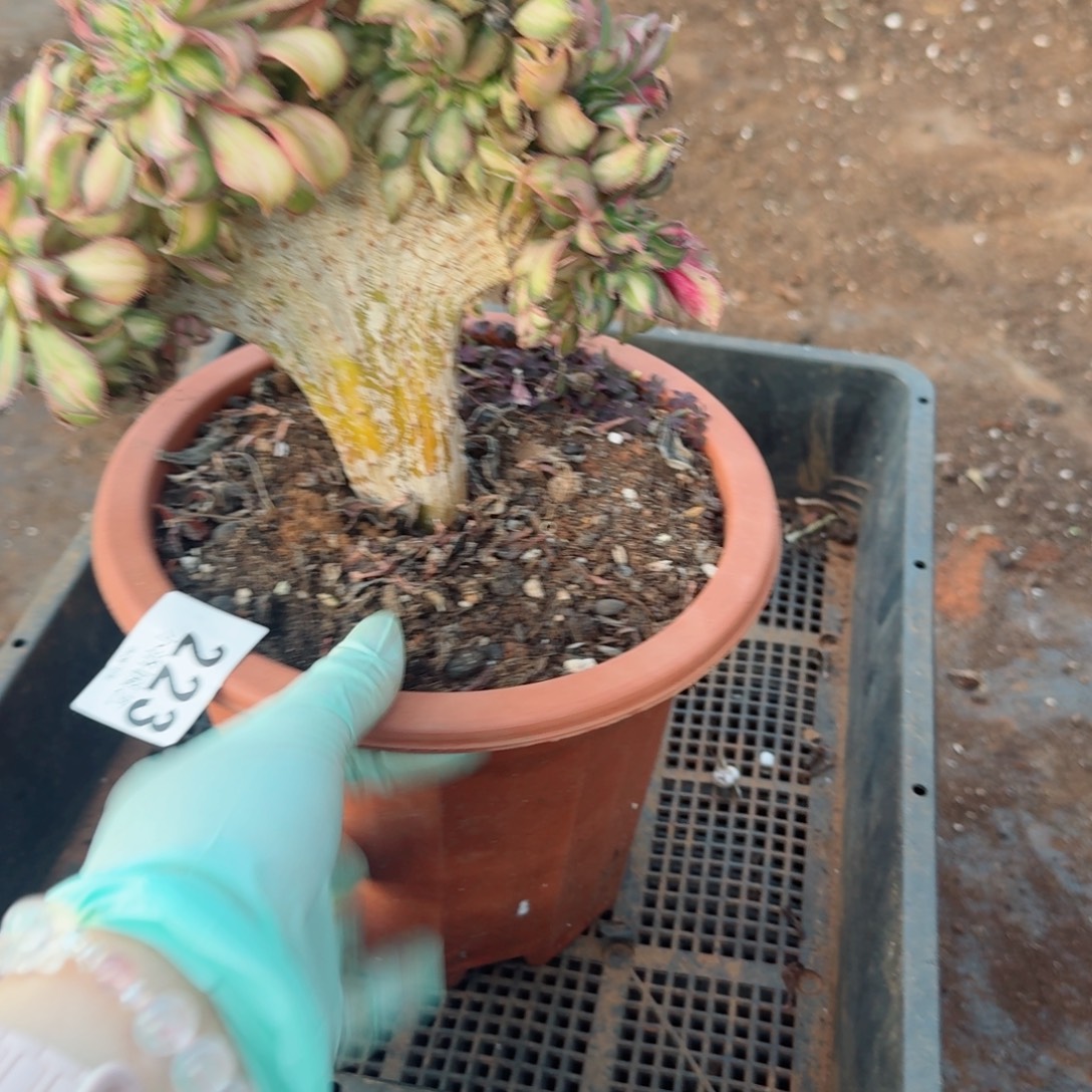 223幻彩缀化多肉植物满28包邮