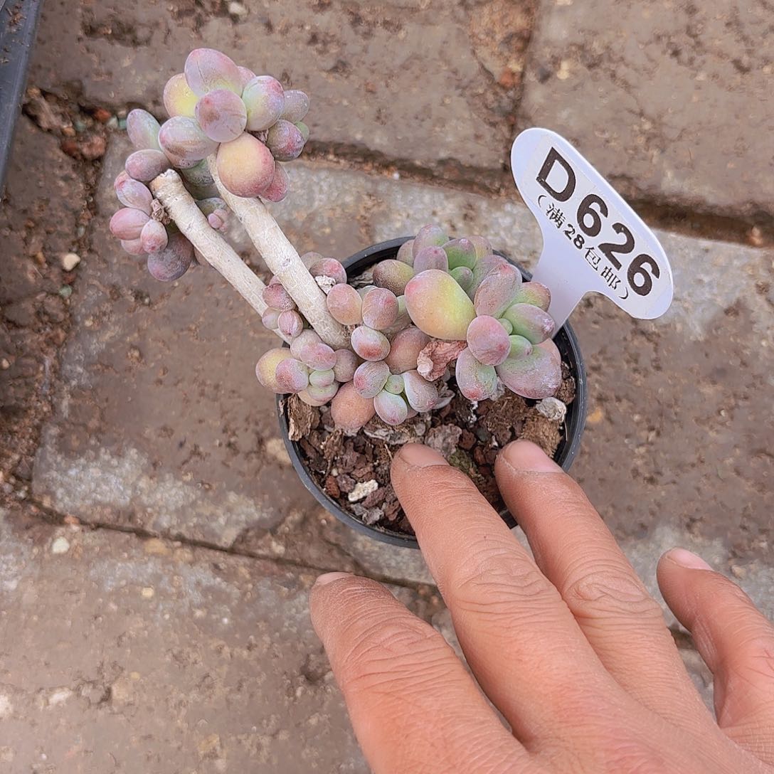 D626苹果奶一物一拍