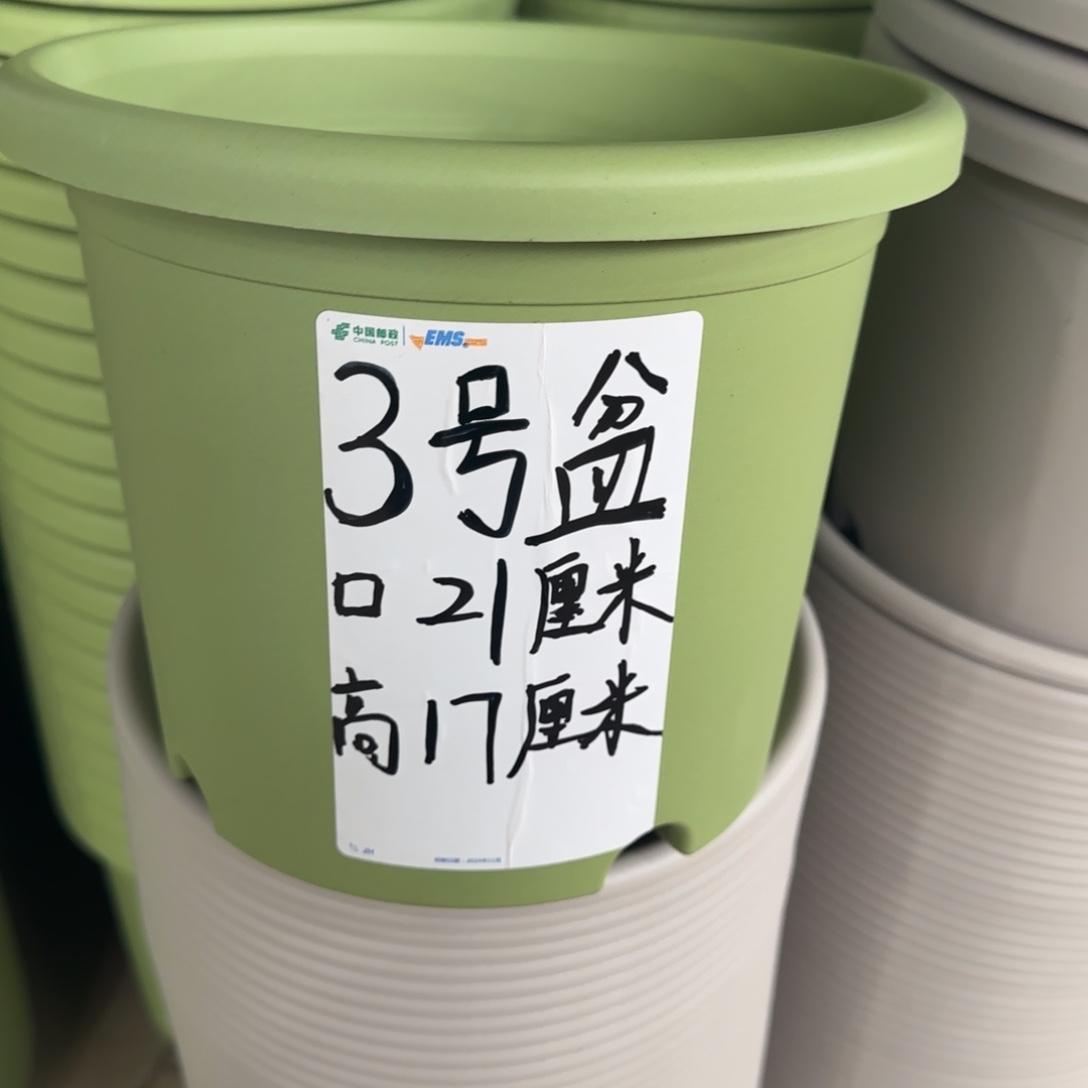 塑料四季3号果绿10个带拖