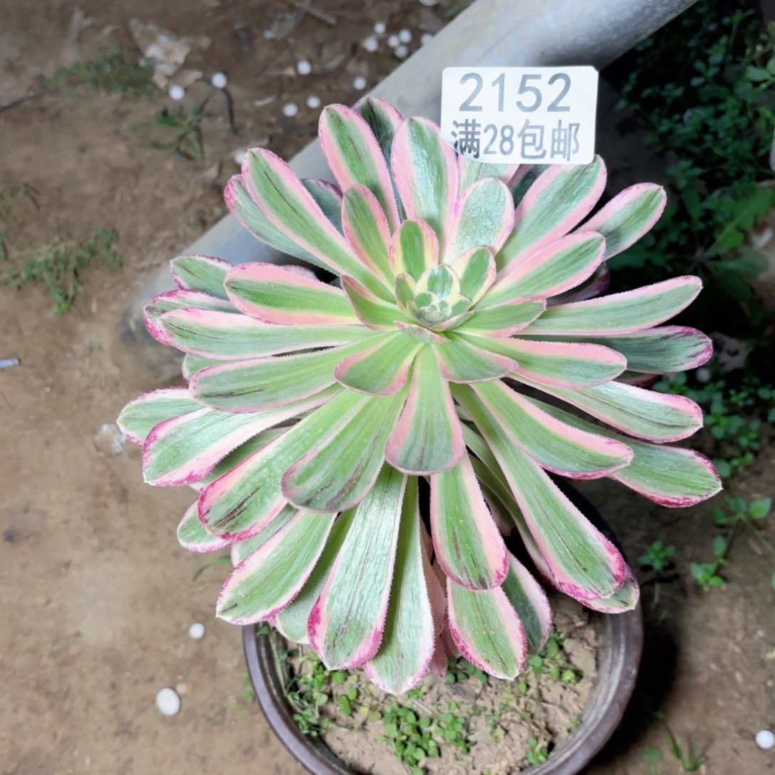 A. 2152v. 紧紧多肉11111