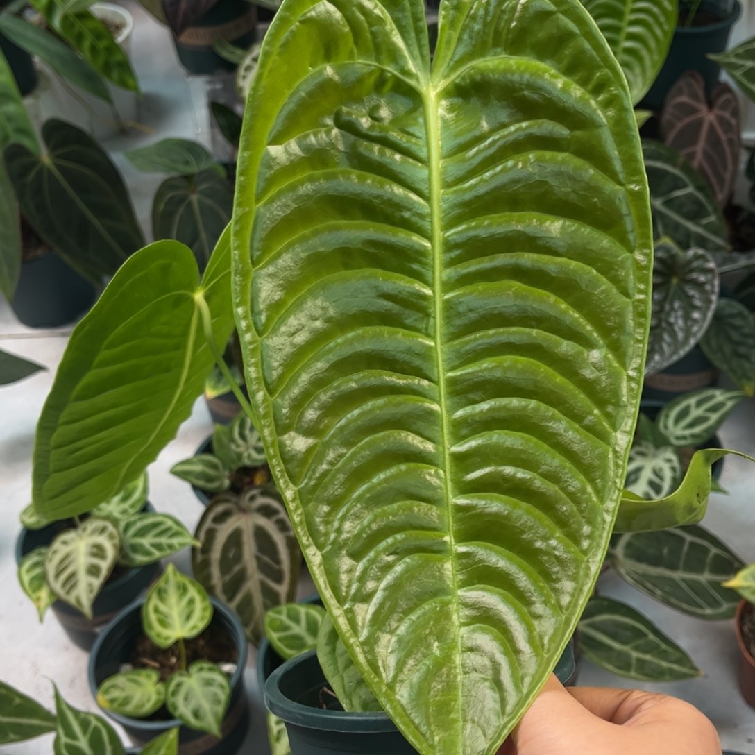 不开花植物火鹤王（32