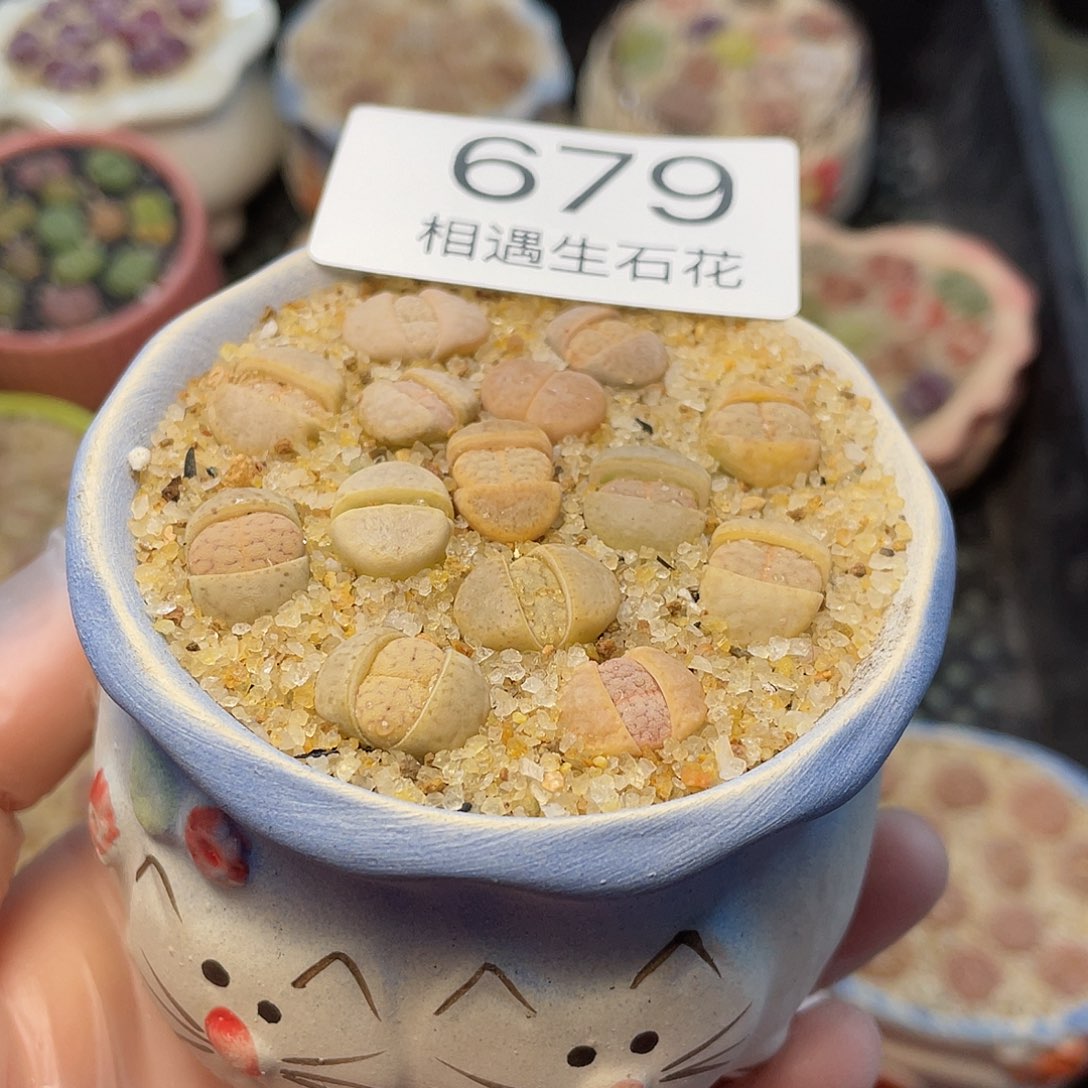 相遇生石花专拍679