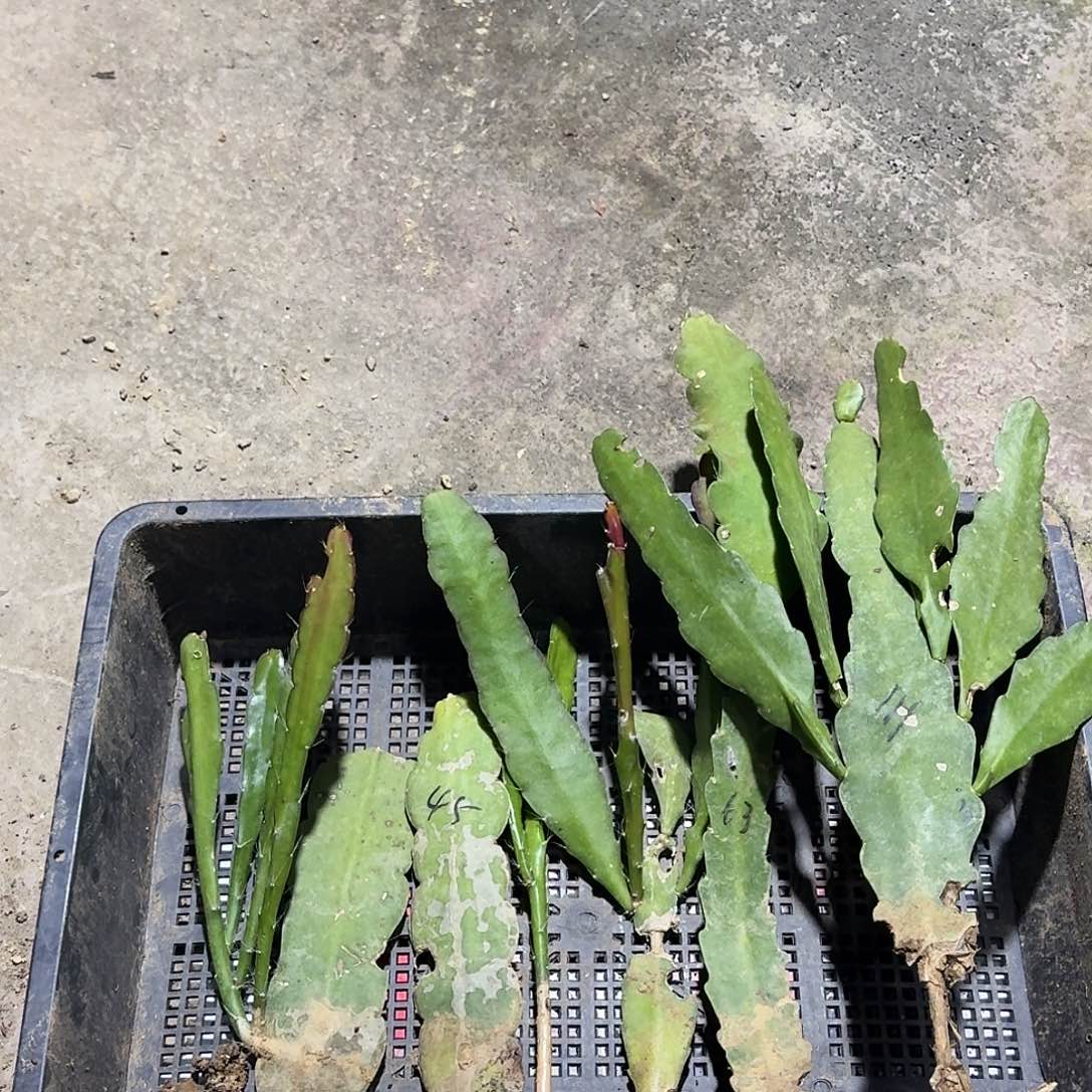 管***文令箭荷花哈哈哈哈哈哈哈哈