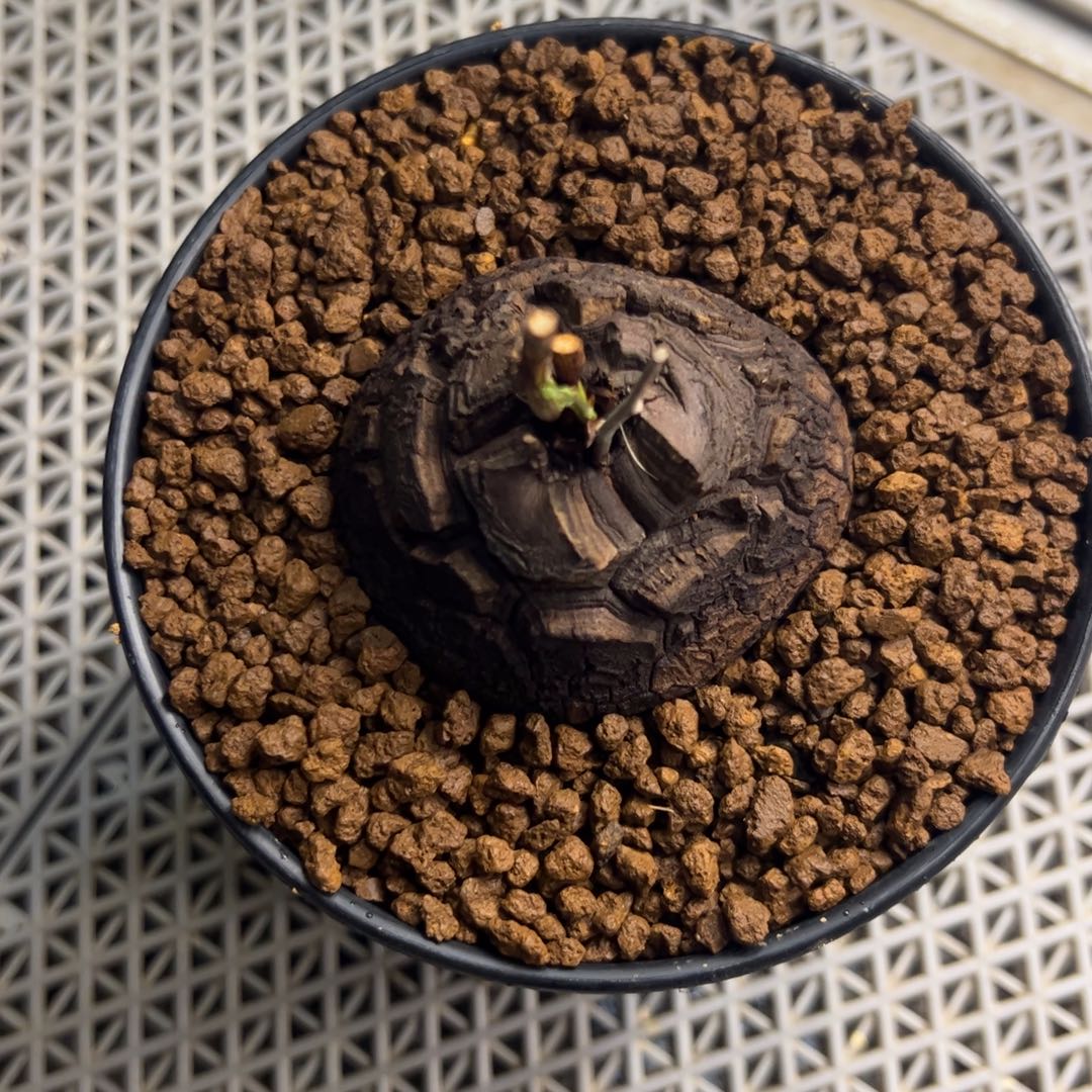 精品盆栽养定的龟甲龙