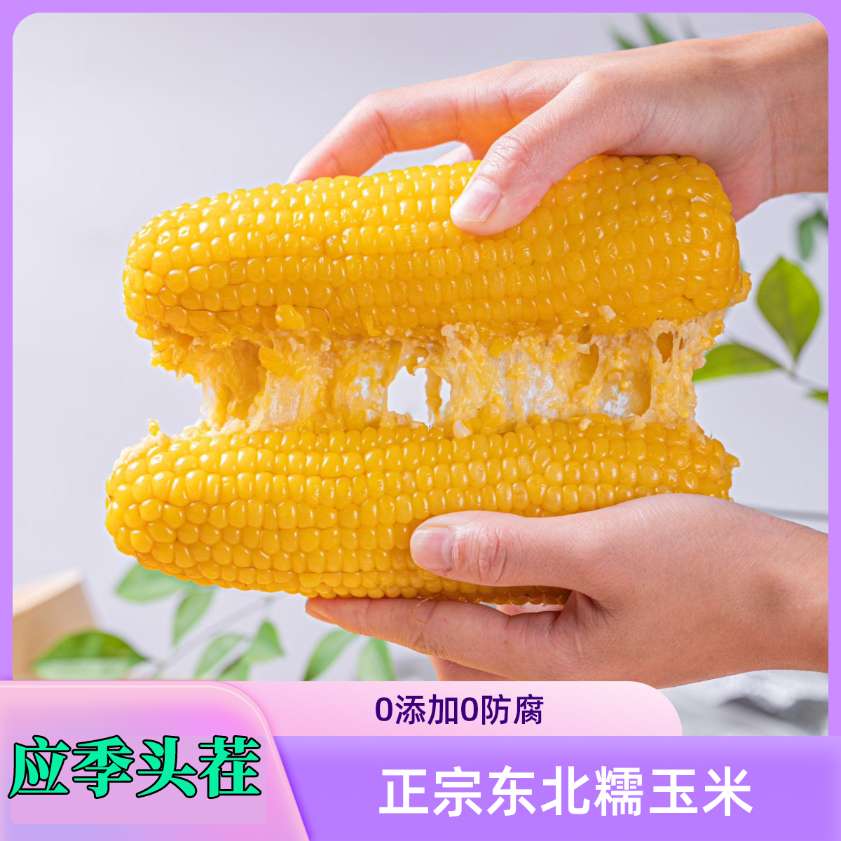 【应季头茬试吃2根】真空包装鲜生粘糯玉米正宗东北糯玉米粗粮代餐