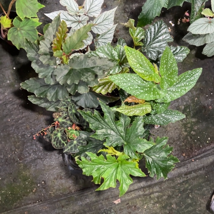 完全开放一物一拍套餐10