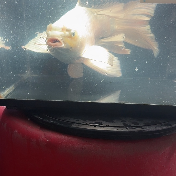 蝴蝶鲤鱼蝴蝶鲤包邮188