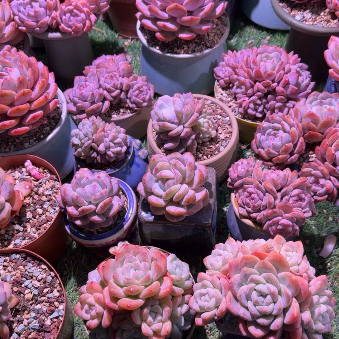 ღ****冰玉群两颗一组带盆发货