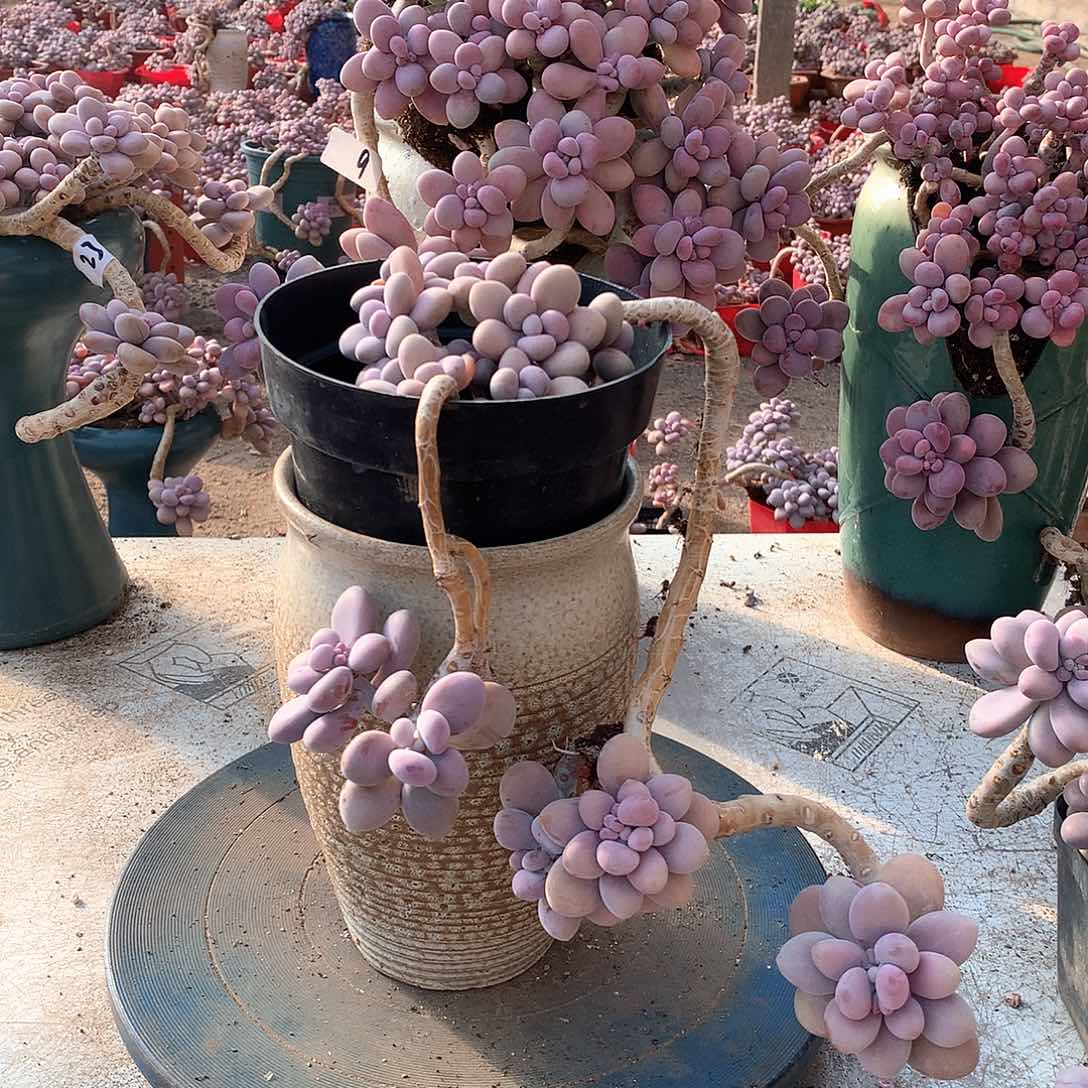 55一物一拍桃蛋老桩