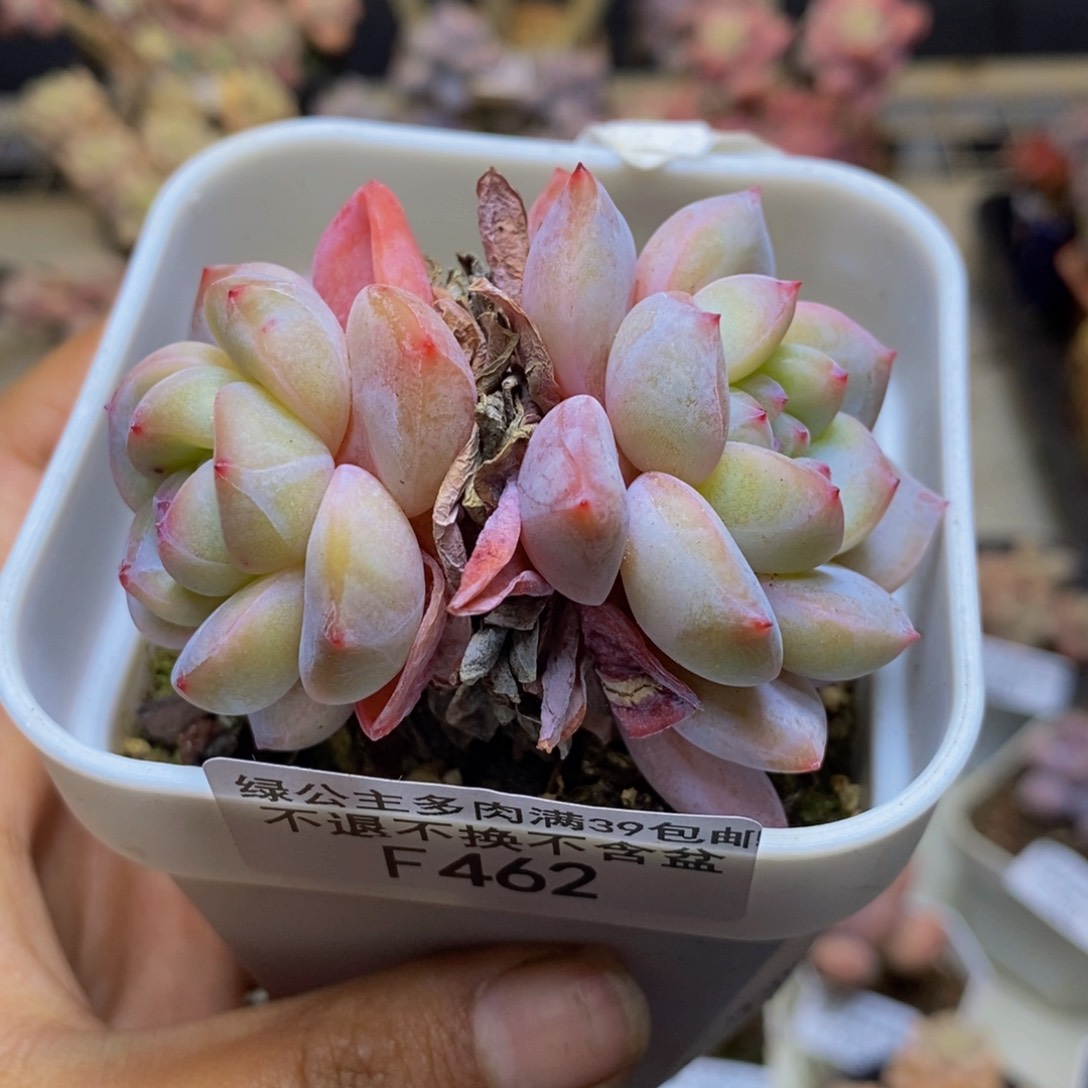 462星影多肉肉5c m