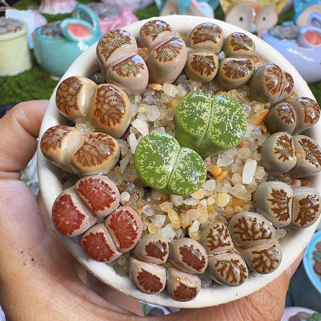 多肉植物福利冲859