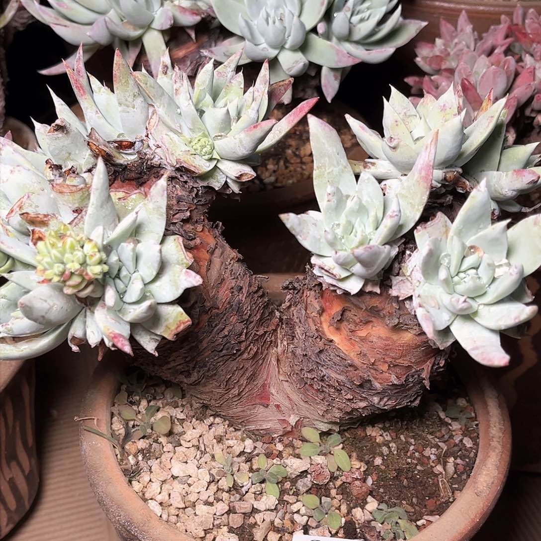 8778大花朵杂交多肉