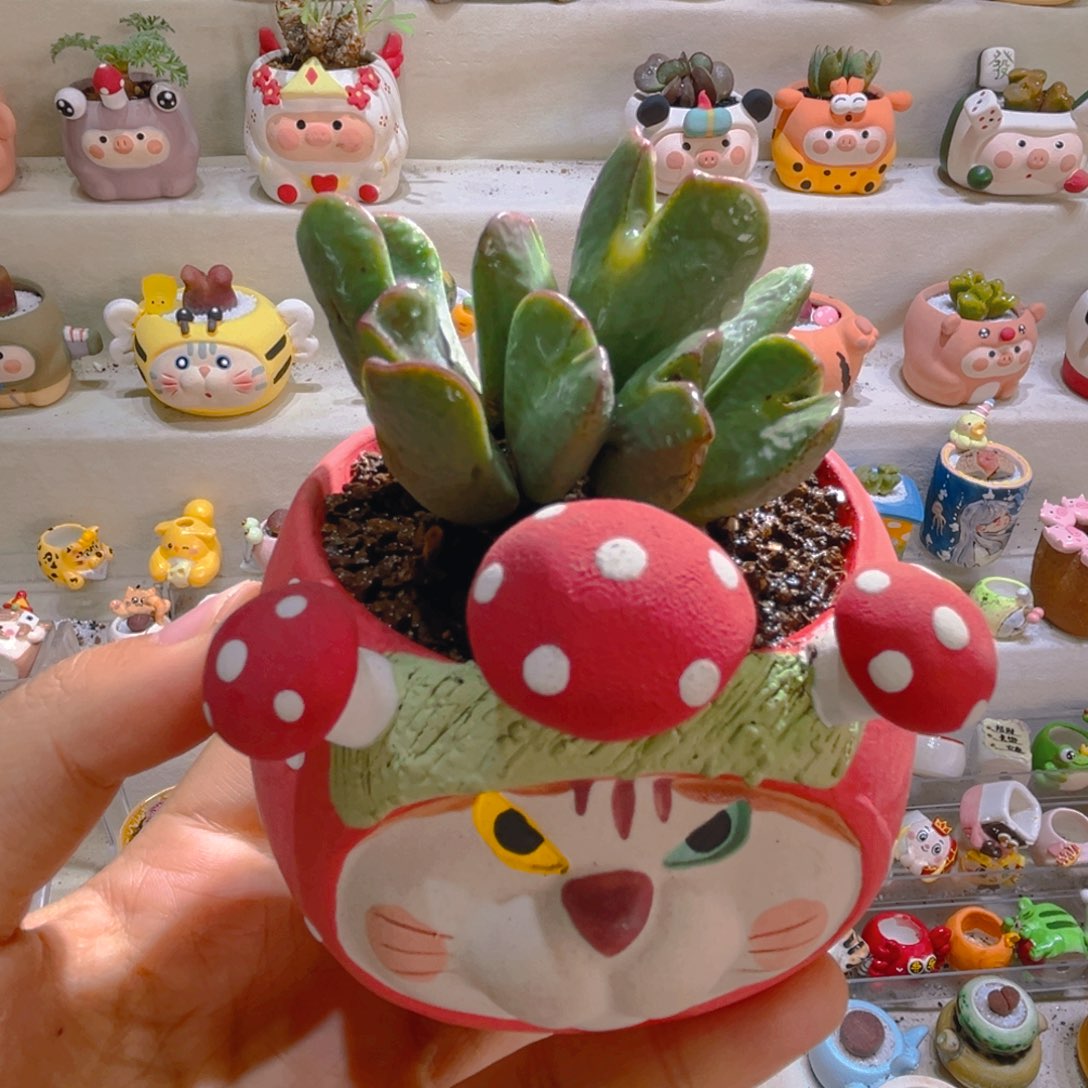 035皮卡丘带盆土一套68