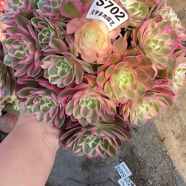 多肉植物孔雀玲702多肉