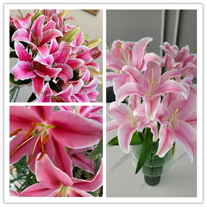 套餐30 粉色百合4支4朵+粉色铃铛花一小把+粉色单瓣紫罗兰一把