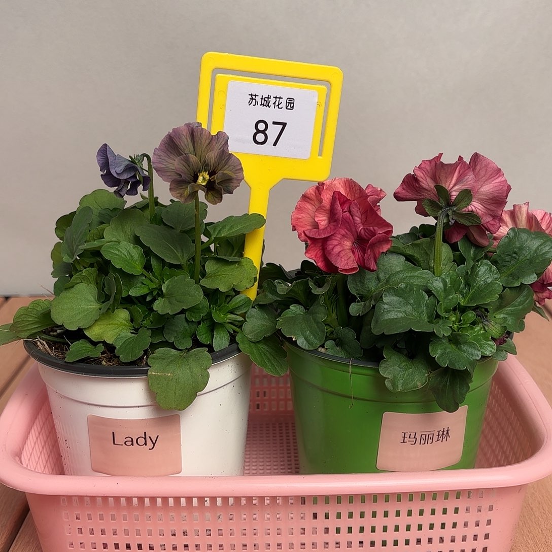 大部分开放少量花苞87