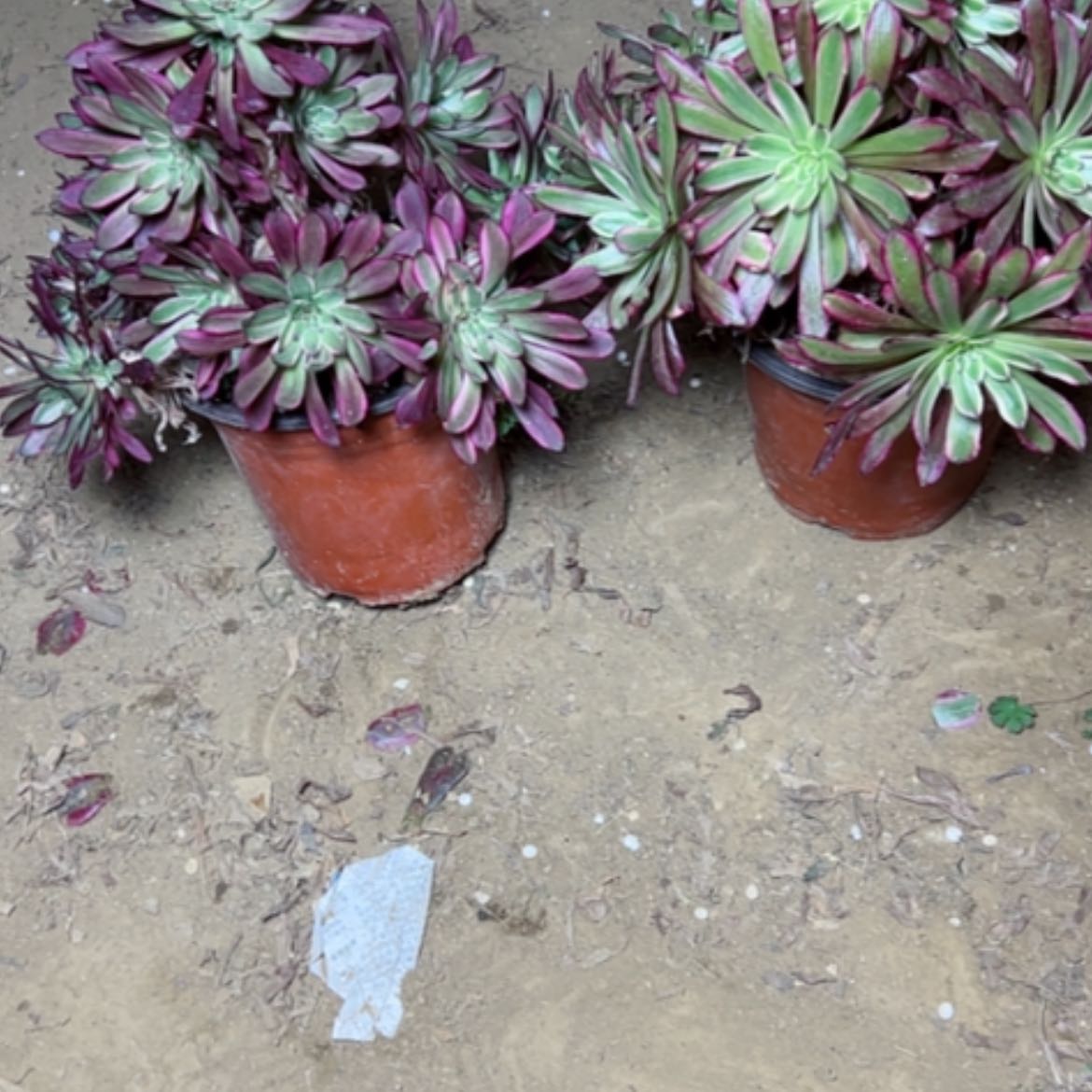 【闪购商品】多肉植物处理不售后17