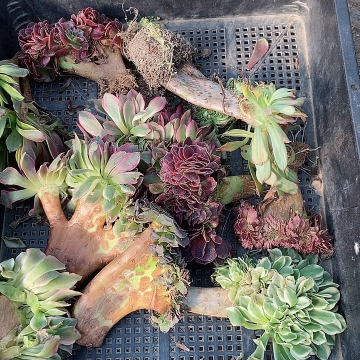 10颗法师缀化50块钱1号车