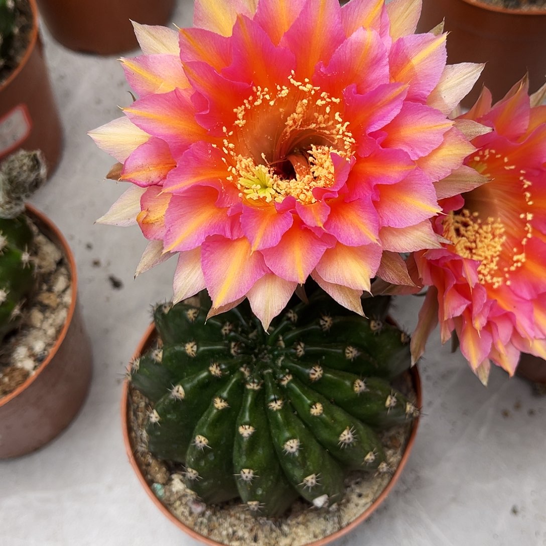 彩草61号6-7公分左右