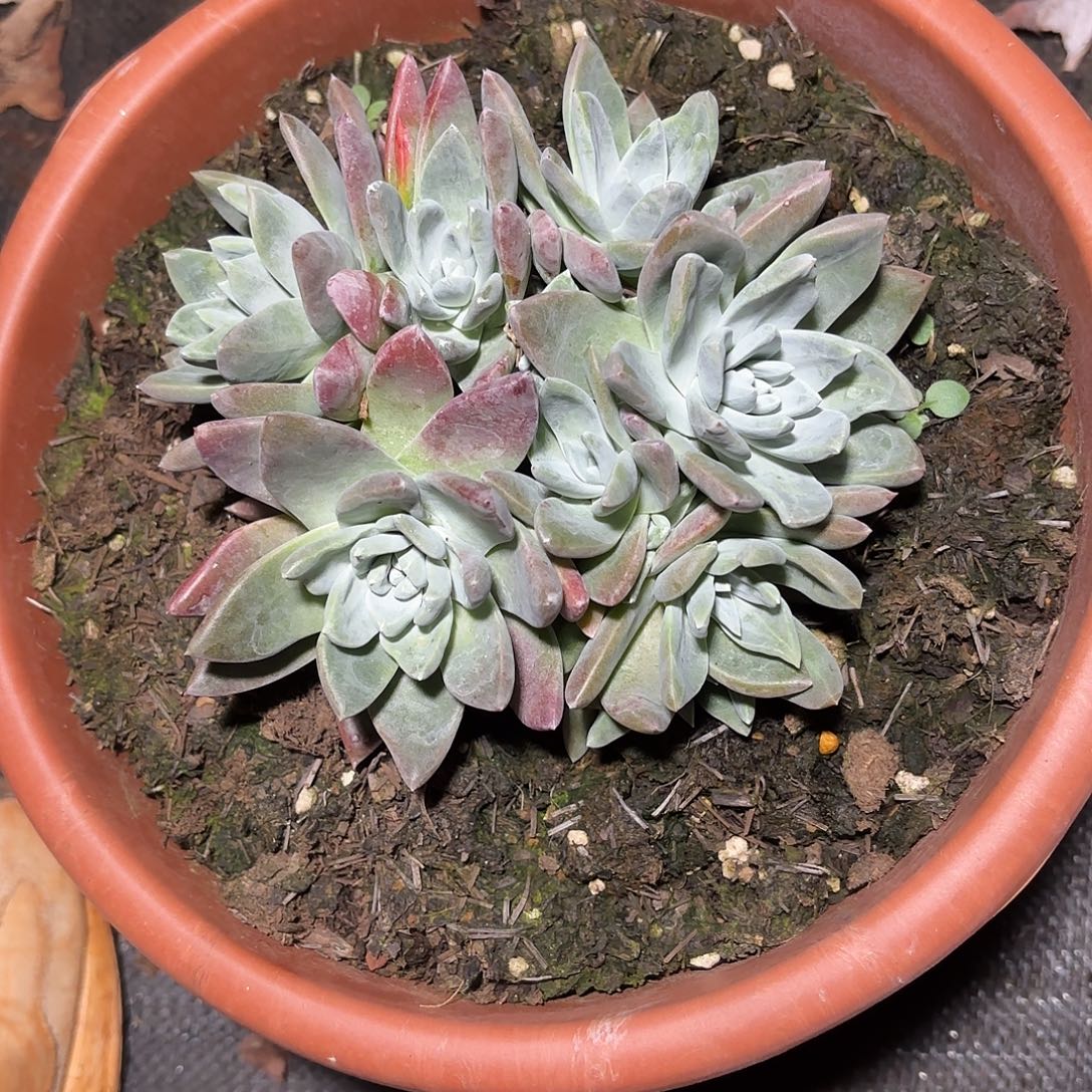 汤***师白雪杂多肉植物福利1374