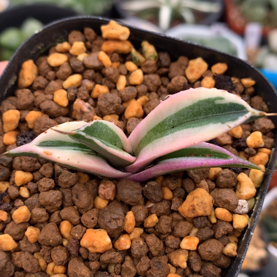 龙舌兰龅牙锦，带盆一起