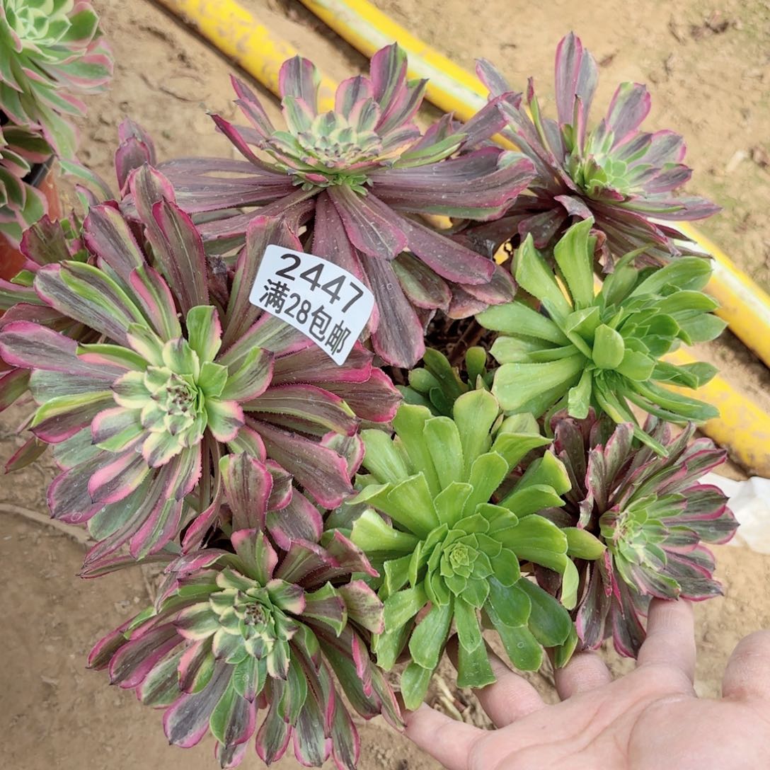 2447花脸粉带多肉11111