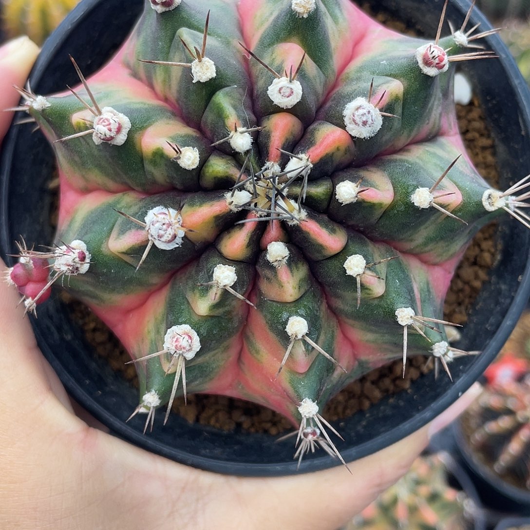 天***崖1-5米哈锦8.5厘米