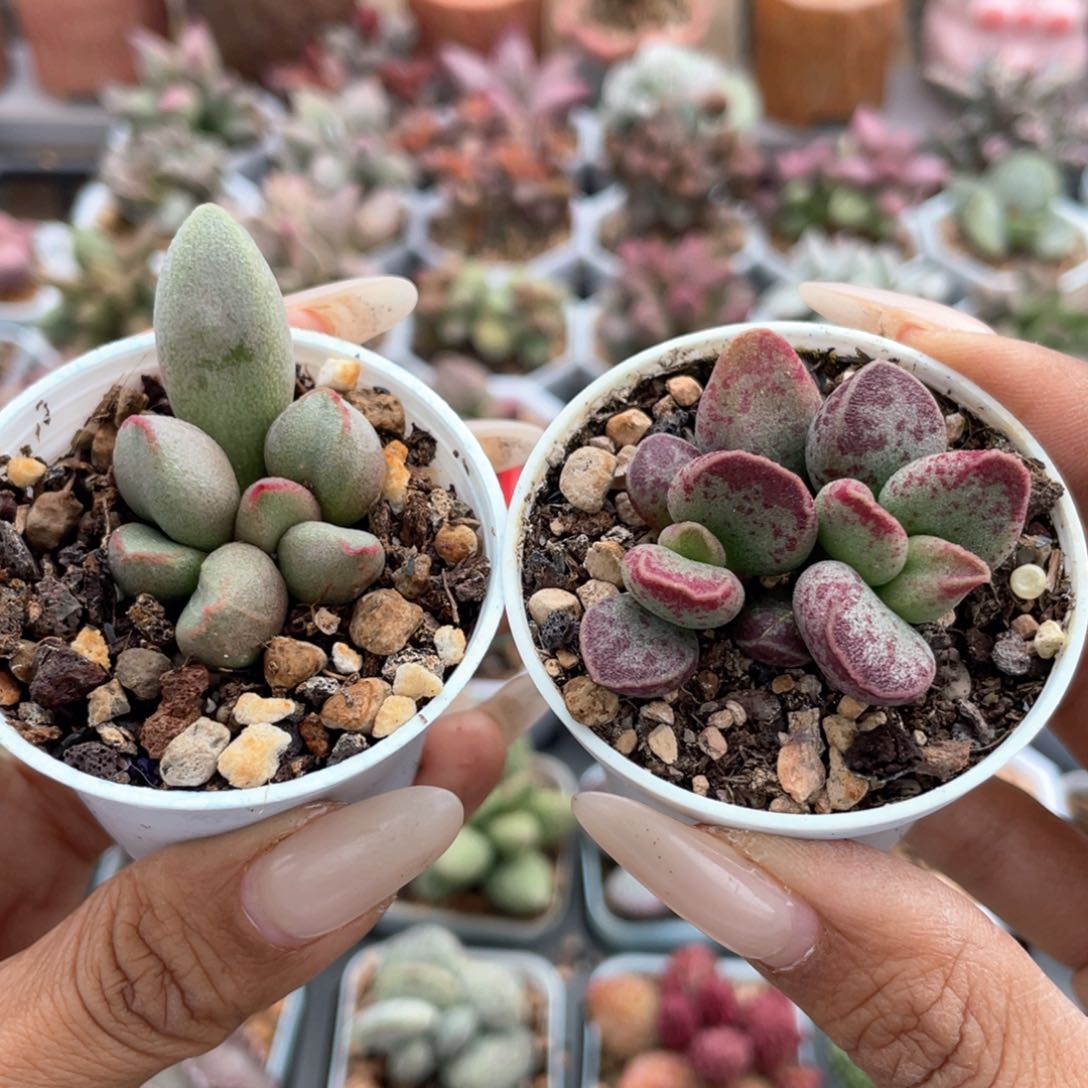    福利套组。  1564。   