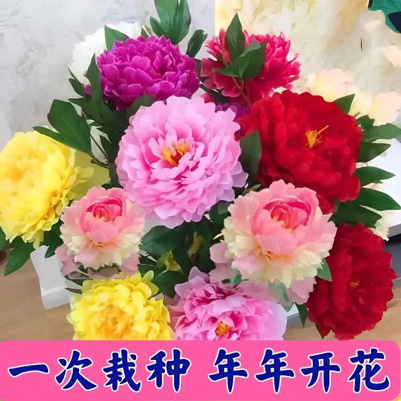 四季开花芍药重瓣大花老桩耐寒热室内外阳台养不死花卉桂花大全