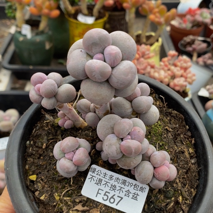 香水手指奶老桩7cm567多肉植物