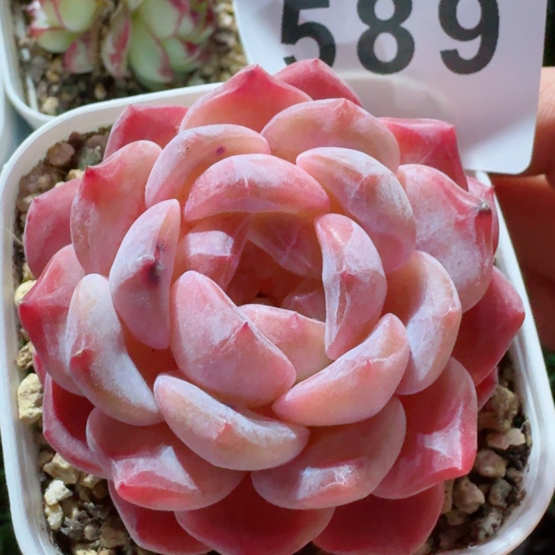 冰魄         精品多肉