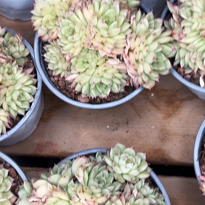 果冻麦杆。  福利多多