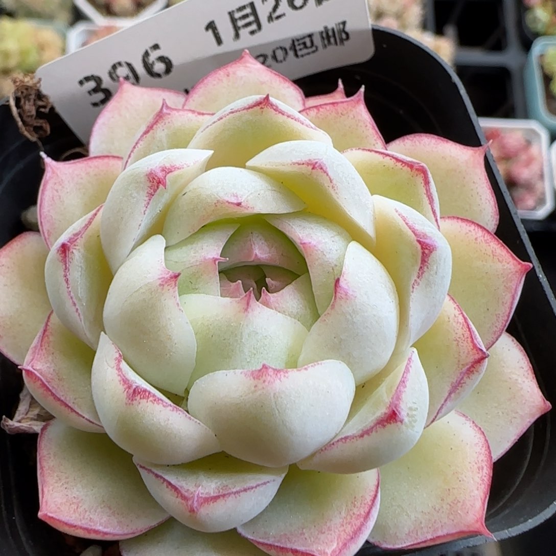 花语逸镜0126-396