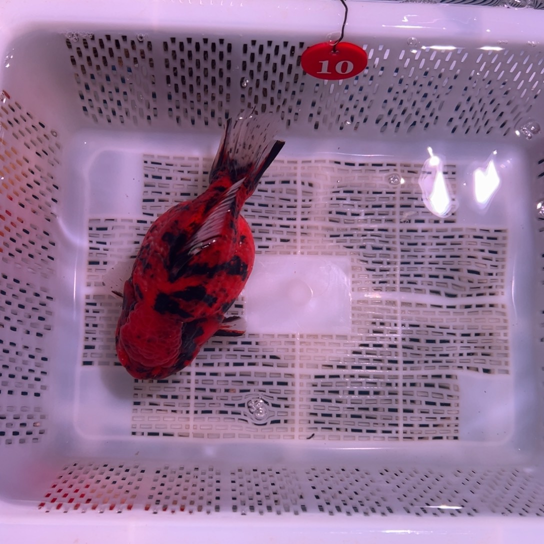 暖***玉海水鱼我们就像我自己所希望