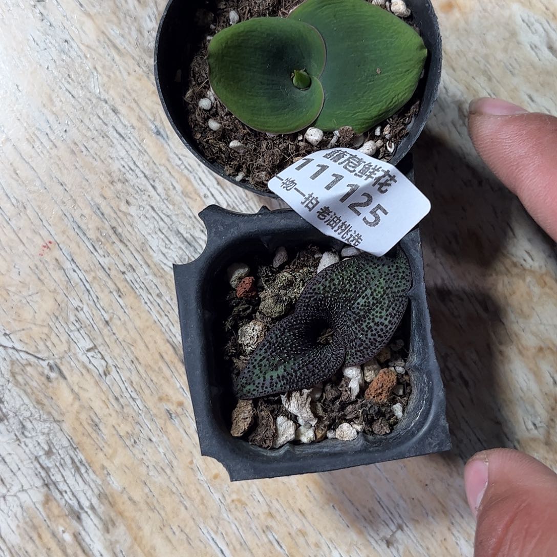 巴***拉111125一物一拍紫镜