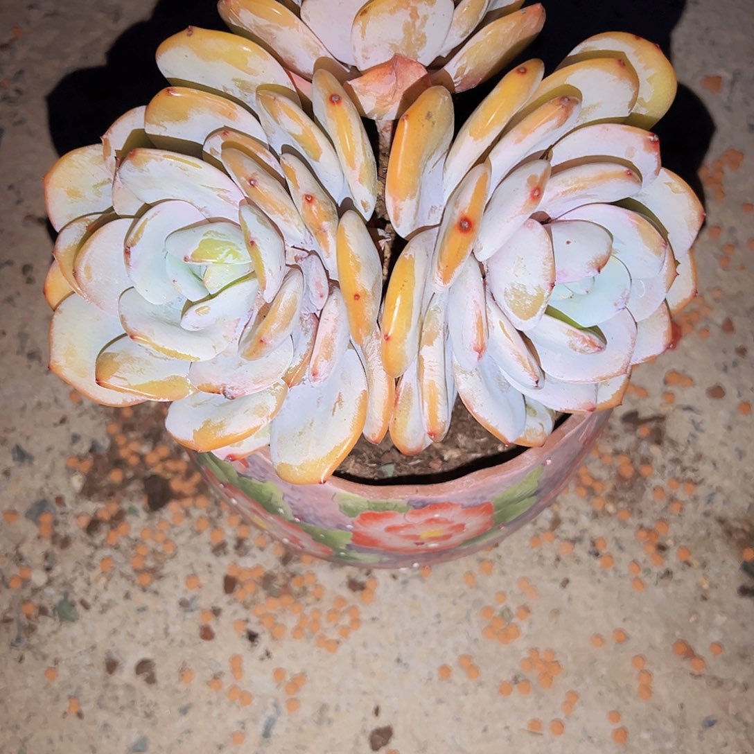 特别好看特别好看