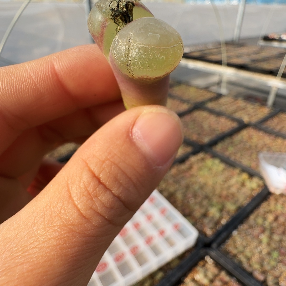 A***l多肉植物福利风铃323